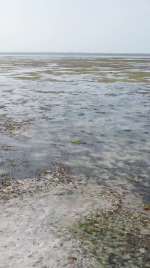 Tanzanya 'nın Zanzibar kıyısındaki okyanusta alçak gelgitin dikey videosu.