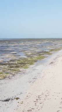 Tanzanya 'nın Zanzibar kıyısındaki okyanusta alçak gelgitin dikey videosu.
