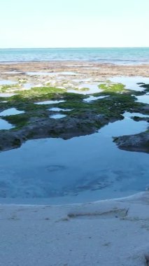 Tanzanya 'nın Zanzibar kıyısındaki okyanusta alçak gelgitin dikey videosu.