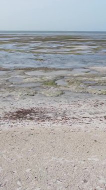 Tanzanya 'nın Zanzibar kıyısındaki okyanusta alçak gelgitin dikey videosu.