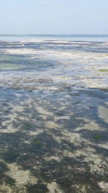 Tanzanya 'nın Zanzibar kıyısındaki okyanusta alçak gelgitin dikey videosu.