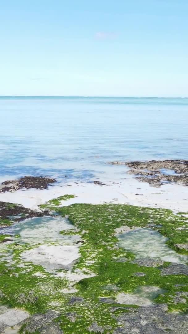 Vidéo verticale de marée basse dans l'océan près de la côte de Zanzibar, Tanzanie, vue aérienne — Video