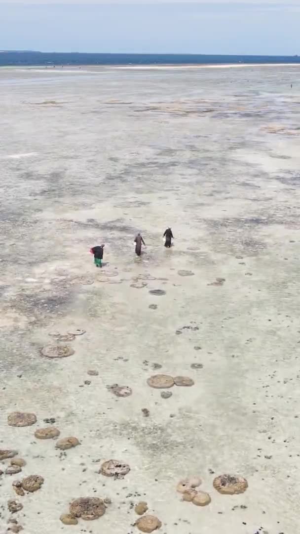Κάθετη βίντεο της χαμηλής παλίρροιας στον ωκεανό κοντά στις ακτές της Ζανζιβάρης, Τανζανία, εναέρια άποψη — Αρχείο Βίντεο