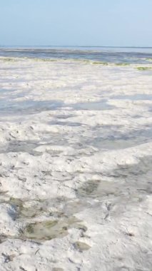 Tanzanya 'nın Zanzibar kıyısındaki okyanusta alçak gelgitin dikey videosu.