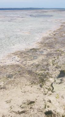 Tanzanya 'nın Zanzibar kıyısındaki okyanusta alçak gelgitin dikey videosu.