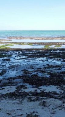 Tanzanya 'nın Zanzibar kıyısındaki okyanusta alçak gelgitin dikey videosu.
