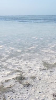 Tanzanya 'nın Zanzibar kıyısındaki okyanusta alçak gelgitin dikey videosu.