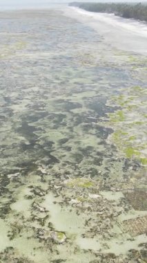 Tanzanya 'nın Zanzibar kıyısındaki okyanusta alçak gelgitin dikey videosu.