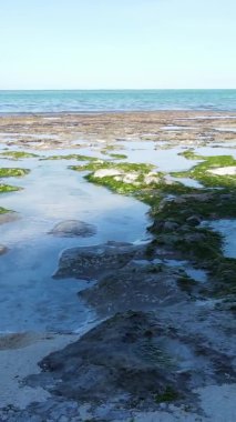 Tanzanya 'nın Zanzibar kıyısındaki okyanusta alçak gelgitin dikey videosu.