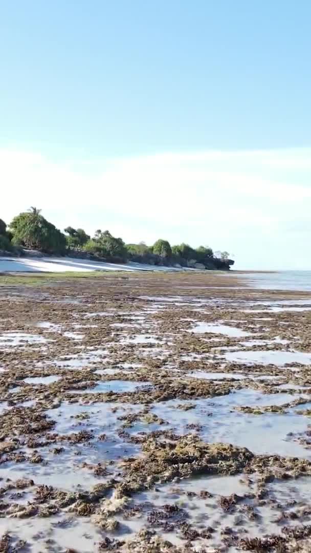 Tanzanya 'nın Zanzibar kıyısındaki okyanusta alçak gelgitin dikey videosu. — Stok video