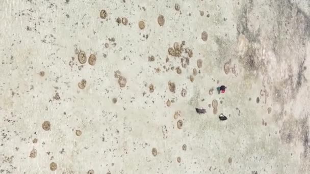 Vertikální video odlivu v oceánu u pobřeží Zanzibaru, Tanzanie, letecký pohled — Stock video