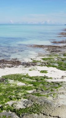 Tanzanya 'nın Zanzibar kıyısındaki okyanusta alçak gelgitin dikey videosu.