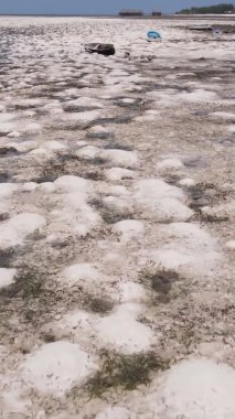 Tanzanya 'nın Zanzibar kıyısındaki okyanusta alçak gelgitin dikey videosu.