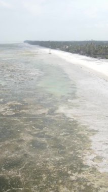 Tanzanya 'nın Zanzibar kıyısındaki okyanusta alçak gelgitin dikey videosu.