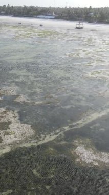 Tanzanya 'nın Zanzibar kıyısındaki okyanusta alçak gelgitin dikey videosu.