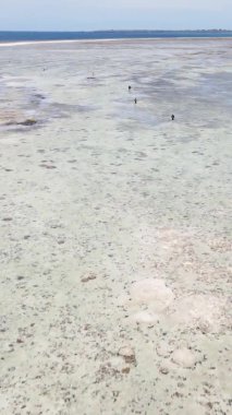 Tanzanya 'nın Zanzibar kıyısındaki okyanusta alçak gelgitin dikey videosu.
