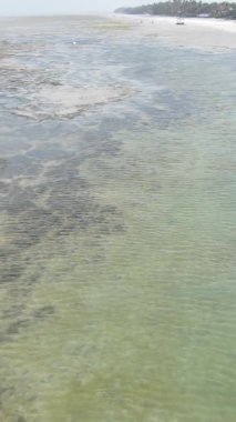 Tanzanya 'nın Zanzibar kıyısındaki okyanusta alçak gelgitin dikey videosu.