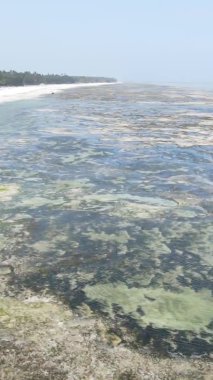 Tanzanya 'nın Zanzibar kıyısındaki okyanusta alçak gelgitin dikey videosu.