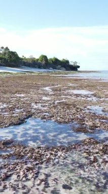 Tanzanya 'nın Zanzibar kıyısındaki okyanusta alçak gelgitin dikey videosu.