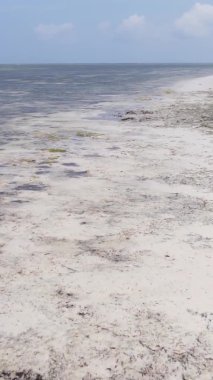 Tanzanya 'nın Zanzibar kıyısındaki okyanusta alçak gelgitin dikey videosu.