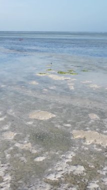 Tanzanya 'nın Zanzibar kıyısındaki okyanusta alçak gelgitin dikey videosu.