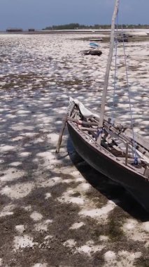 Tanzanya 'nın Zanzibar kıyısındaki okyanusta alçak gelgitin dikey videosu.