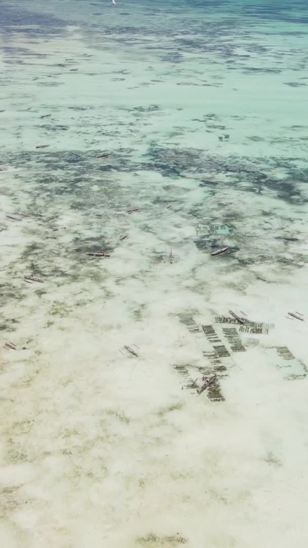 Vídeo vertical do oceano perto da costa de Zanzibar, Tanzânia, vista aérea — Vídeo de Stock