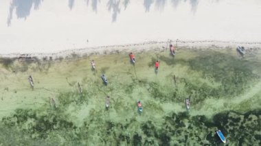 Tanzanya 'nın Zanzibar adasının dikey videosu, yavaş çekim
