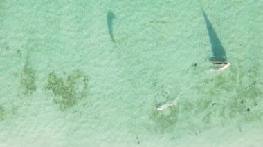 Tanzanya 'nın Zanzibar adasının dikey videosu, yavaş çekim