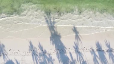 Tanzanya 'nın Zanzibar adasının dikey videosu, yavaş çekim