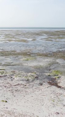 Zanzibar, Tanzanya - kıyıya yakın okyanusta alçak gelgitin dikey videosu, yavaş çekim