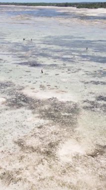 Zanzibar, Tanzanya - kıyıya yakın okyanusta alçak gelgitin dikey videosu, yavaş çekim