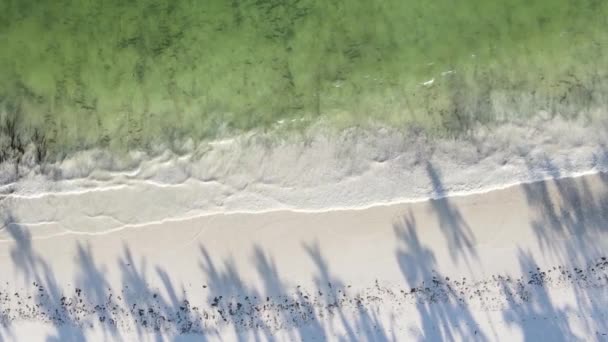 Zanzibar Tanzania Vertical Video Ocean Coast Slow Motion — Stockvideo