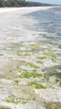 Zanzibar, Tanzanya - kıyıya yakın okyanusta alçak gelgitin dikey videosu, yavaş çekim