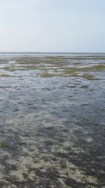 Zanzibar, Tanzanya - kıyıya yakın okyanusta alçak gelgitin dikey videosu, yavaş çekim