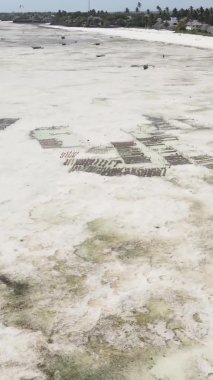 Zanzibar, Tanzanya - kıyıya yakın okyanusta alçak gelgitin dikey videosu, yavaş çekim