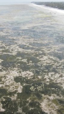 Zanzibar, Tanzanya - kıyıya yakın okyanusta alçak gelgitin dikey videosu, yavaş çekim