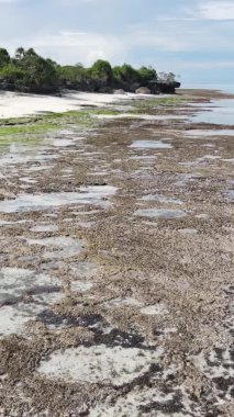 Zanzibar, Tanzanya - kıyıya yakın okyanusta alçak gelgitin dikey videosu, yavaş çekim