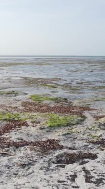 Zanzibar, Tanzanya - kıyıya yakın okyanusta alçak gelgitin dikey videosu, yavaş çekim