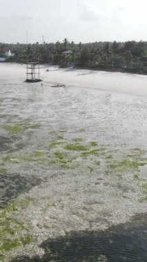 Zanzibar, Tanzanya - kıyıya yakın okyanusta alçak gelgitin dikey videosu, yavaş çekim