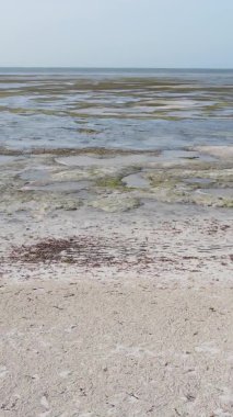 Zanzibar, Tanzanya - kıyıya yakın okyanusta alçak gelgitin dikey videosu, yavaş çekim