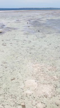 Zanzibar, Tanzanya - kıyıya yakın okyanusta alçak gelgitin dikey videosu, yavaş çekim