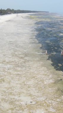 Zanzibar, Tanzanya - kıyıya yakın okyanusta alçak gelgitin dikey videosu, yavaş çekim