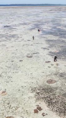 Zanzibar, Tanzanya - kıyı manzarasının dikey videosu, yavaş çekim