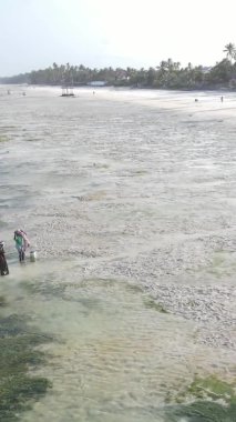 Zanzibar, Tanzanya - kıyı manzarasının dikey videosu, yavaş çekim