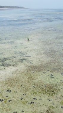 Zanzibar, Tanzanya - kıyı manzarasının dikey videosu, yavaş çekim