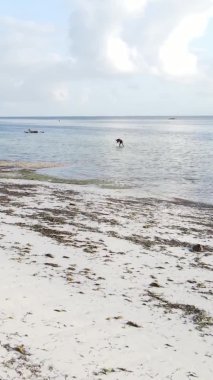 Zanzibar, Tanzanya - kıyı manzarasının dikey videosu, yavaş çekim