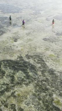 Zanzibar, Tanzanya - kıyı manzarasının dikey videosu, yavaş çekim