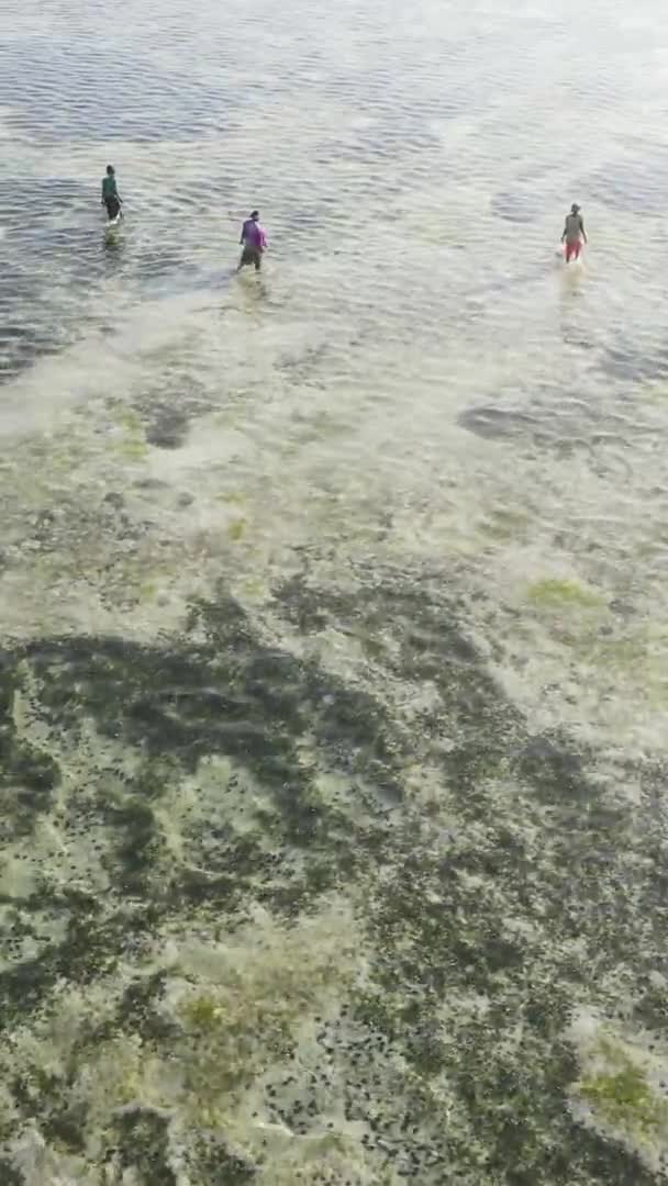 Zanzibár, Tanzánia - tengerparti táj függőleges videója, lassított felvétel