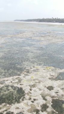 Zanzibar, Tanzanya - kıyıya yakın okyanusta alçak gelgitin dikey videosu, yavaş çekim